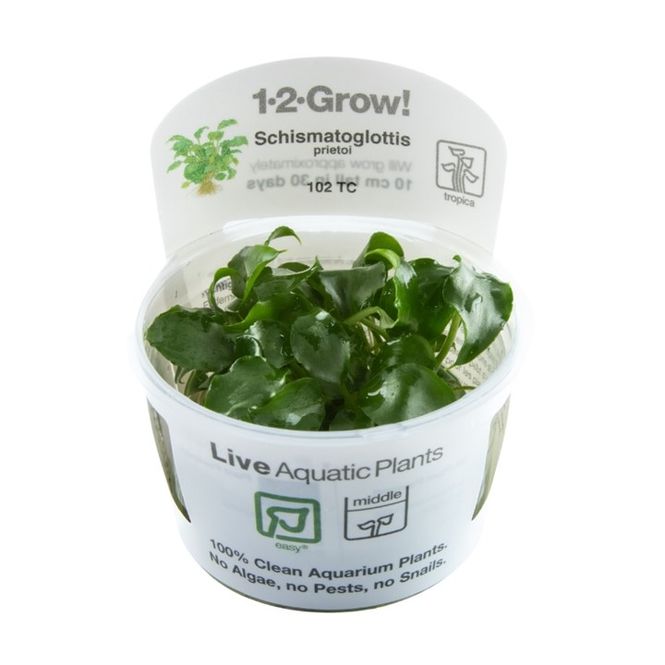 Hovedbilde Schismatoglottis prietoi 1-2 Grow