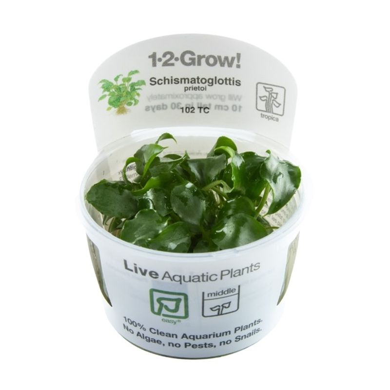 Schismatoglottis prietoi 1-2 Grow