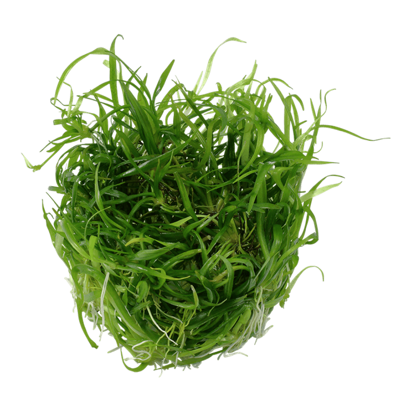 Helanthium tenellum 'Green' 1-2 Grow
