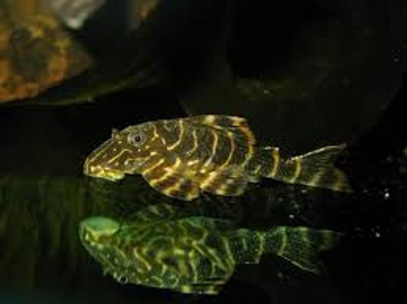  L104 Panaqolus Maccus 3-4cm