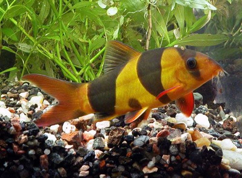 Praktbotia 5-6cm