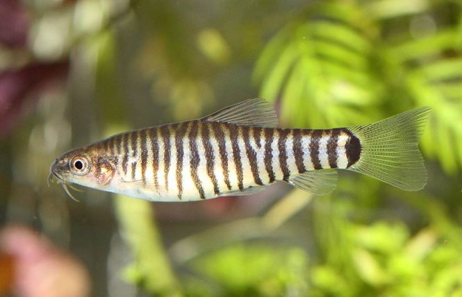 Hovedbilde Stripete Dverg Botia 3-4cm