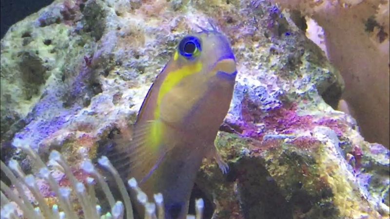 Midas Blenny / Ecsenius Midas
