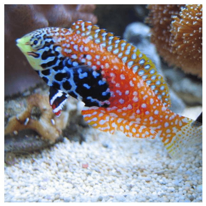 Hovedbilde Leopard Wrasse / Macropharyngodon bipartitus