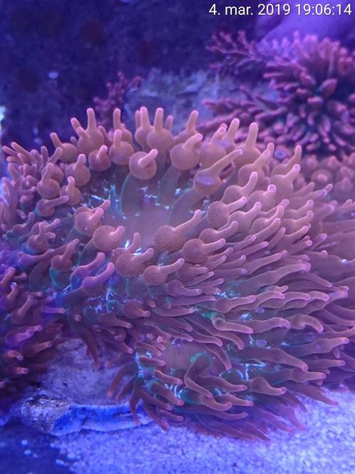 Hovedbilde Rosa Bubble Tip  Anemone Large