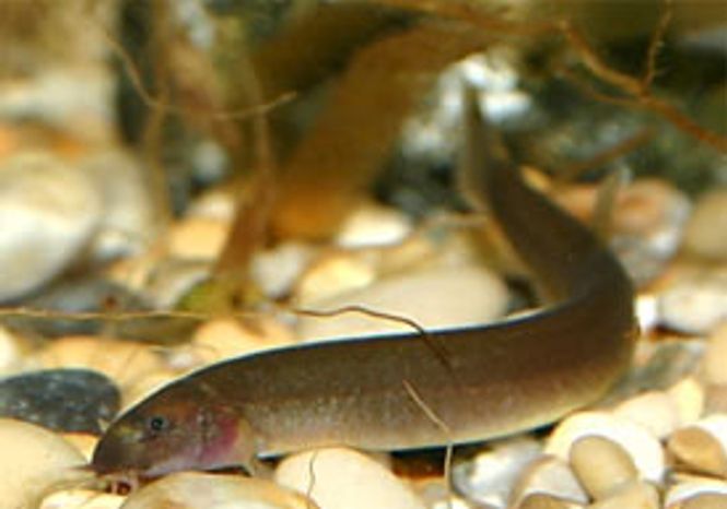 Hovedbilde Pangio oblonga Svart Khuli ål