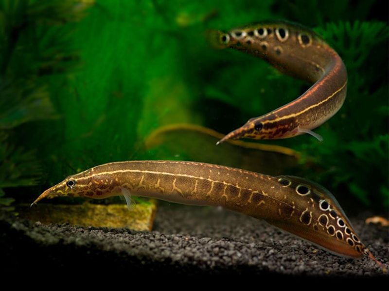 Macrognatus aceulatus 7-9cm
