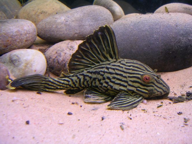 Hovedbilde L190 Panaque nigrolineatus  10-12cm