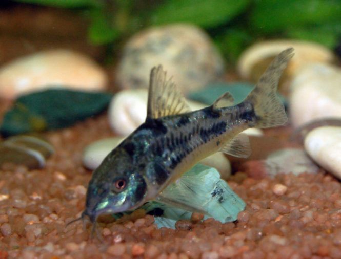 Hovedbilde Corydoras Paleatus