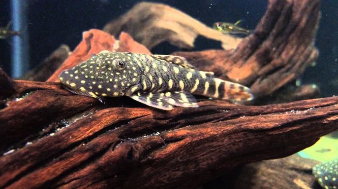 Hovedbilde L455 CHAETOSTOMA SP. VF 5-7CM