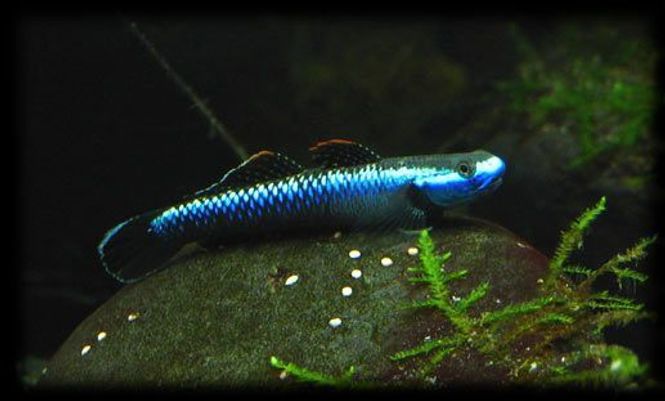 Hovedbilde  Stiphodon sp. undio blue	Blue Neon Goby 