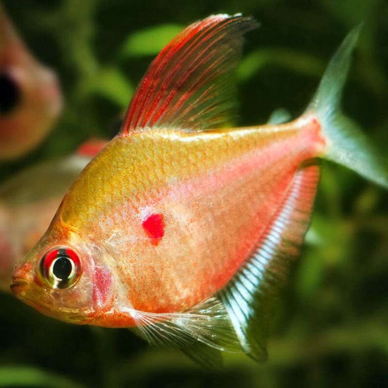Dolkestilks Tetra VF 