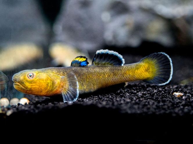 Hovedbilde Chamidogobius	eremius	 Desert Goby  Large
