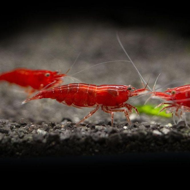 Hovedbilde Neocaridina Bloody Mary