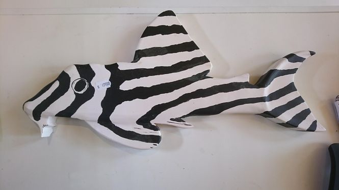 Hovedbilde Hypancistrus Zebra Håndlaget 