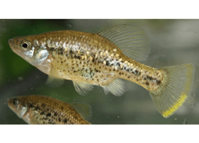 Hovedbilde CHAPALICHTHYS PARDALIS