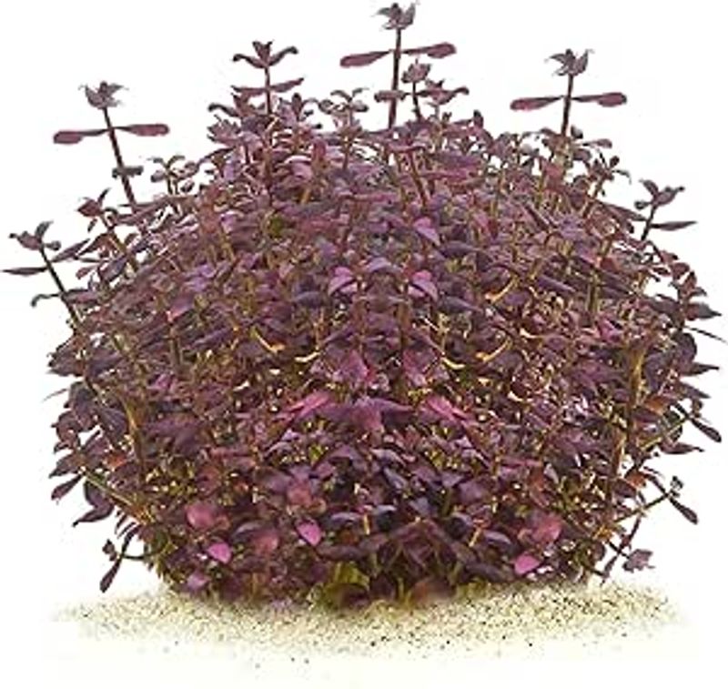 Bacopa salzmannii Purple 