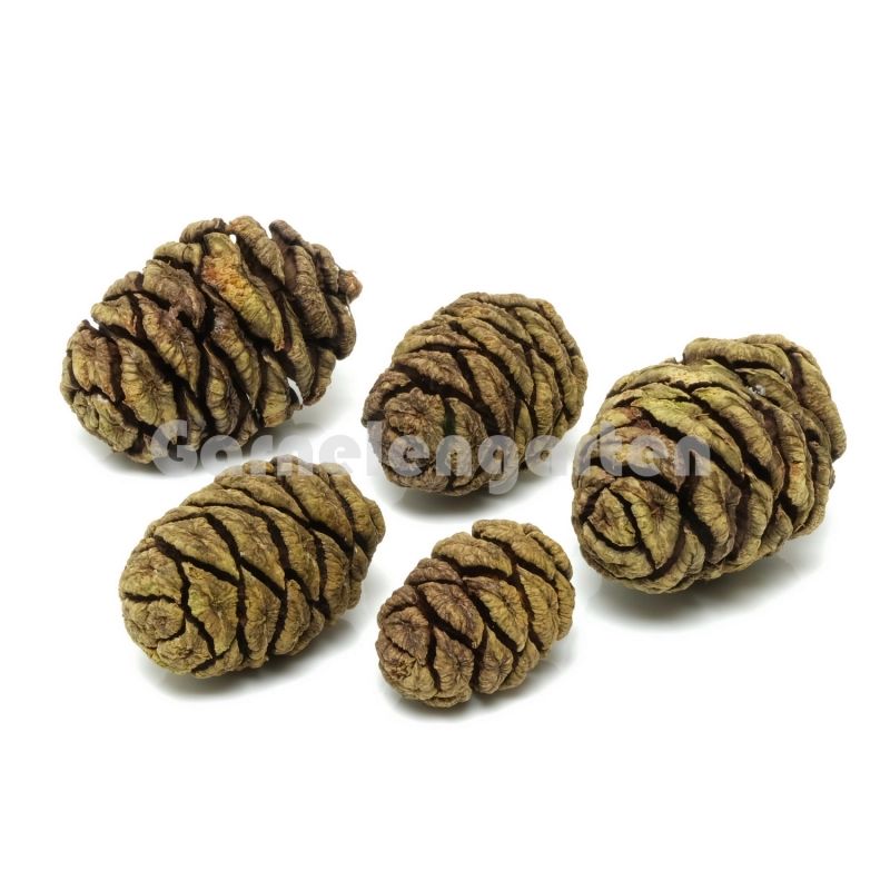 AB Sequoia Kongler  1pk