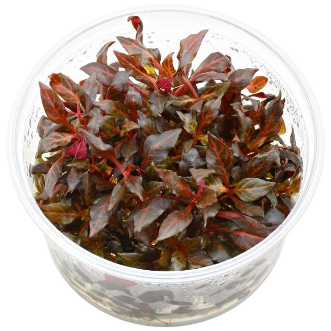 Hovedbilde Alternanthera Pink Invitro 