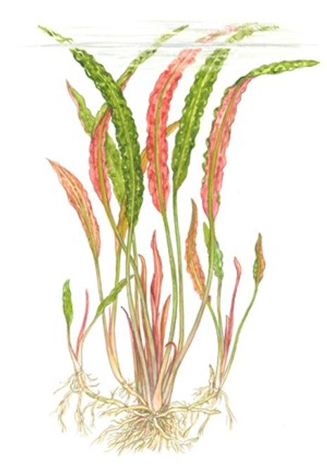 Hovedbilde Cryptocoryne usteriana - Potte