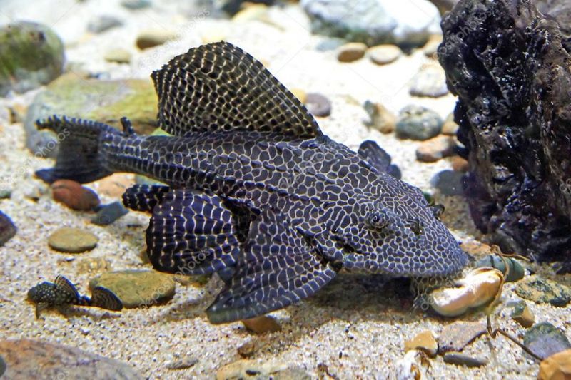 Pterygoplichthys  Gibbiceps