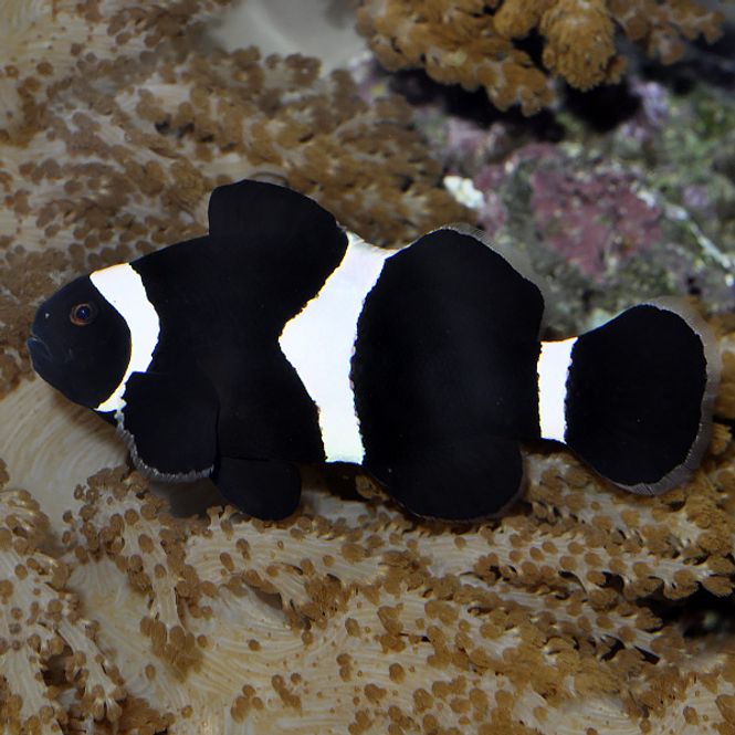 Hovedbilde Klovnefisk sort / Amphiprion ocellaris