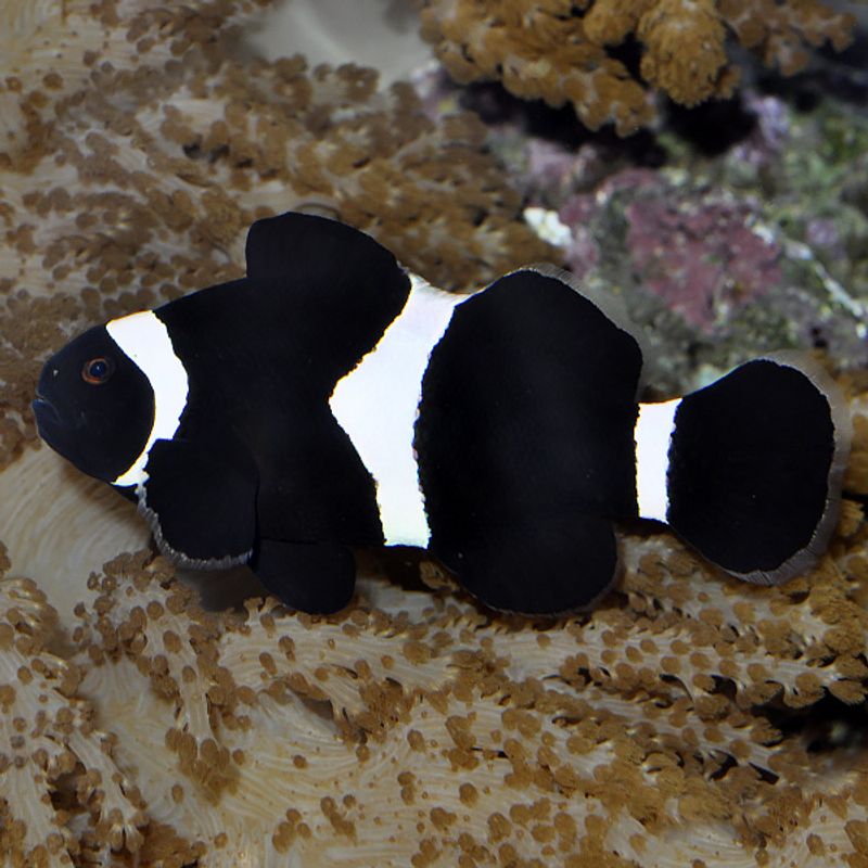 Klovnefisk sort / Amphiprion ocellaris