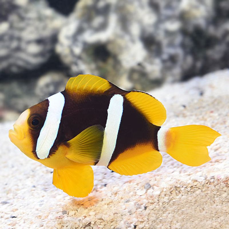 Clarkii klovnefisk / Amphiprion clarkii