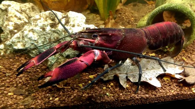 Hovedbilde CHERAX RED BRICK PAPUA 12-15cm