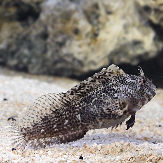 Hovedbilde Molly Miller Blenny / Scartella Cristata