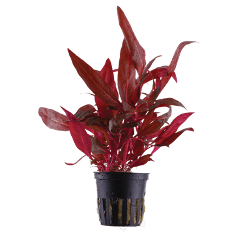 Alternanthera rosanervig Akvarieplante