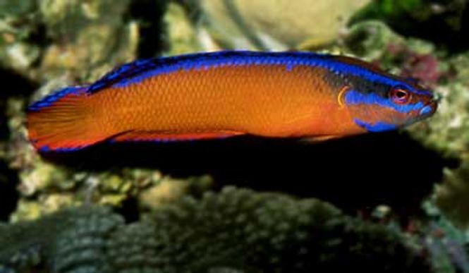 Hovedbilde Neon Dottyback  Pseudochromis aldabraensis 