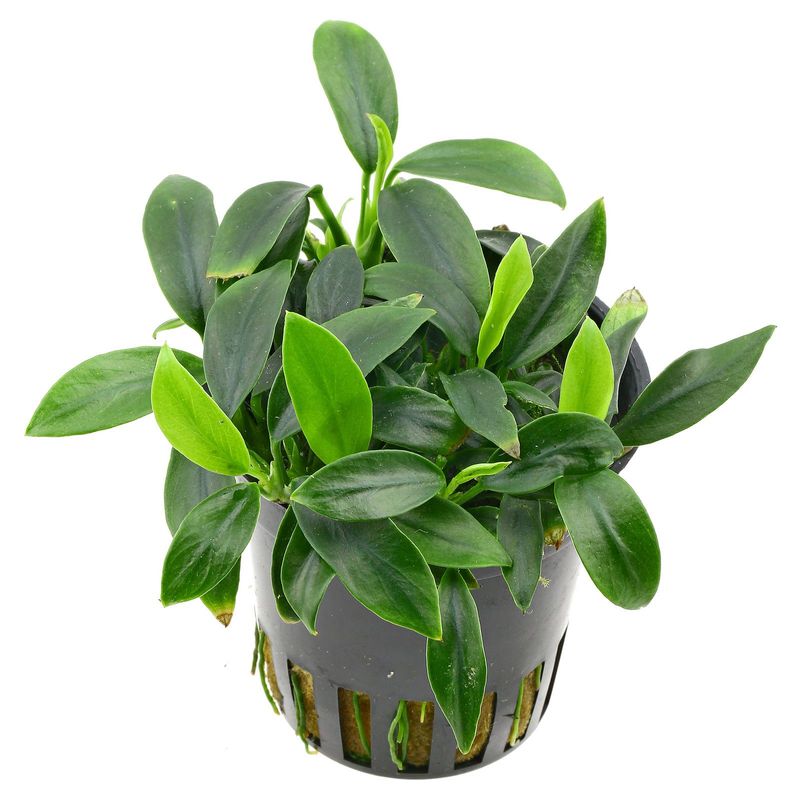 ANUBIAS NANA PAXING 