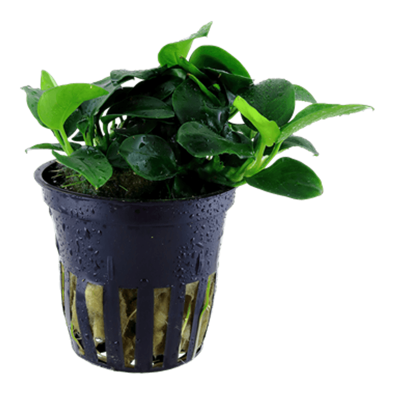 Anubias Petite - Potte