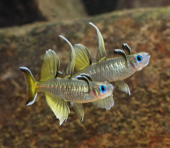 Hovedbilde Pseudomugil signifer