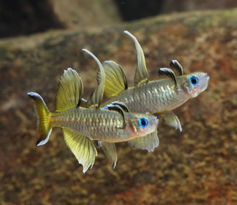 Pseudomugil signifer
