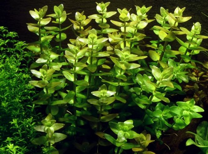 Hovedbilde Bacopa caroliniana - 1-2 Grow!