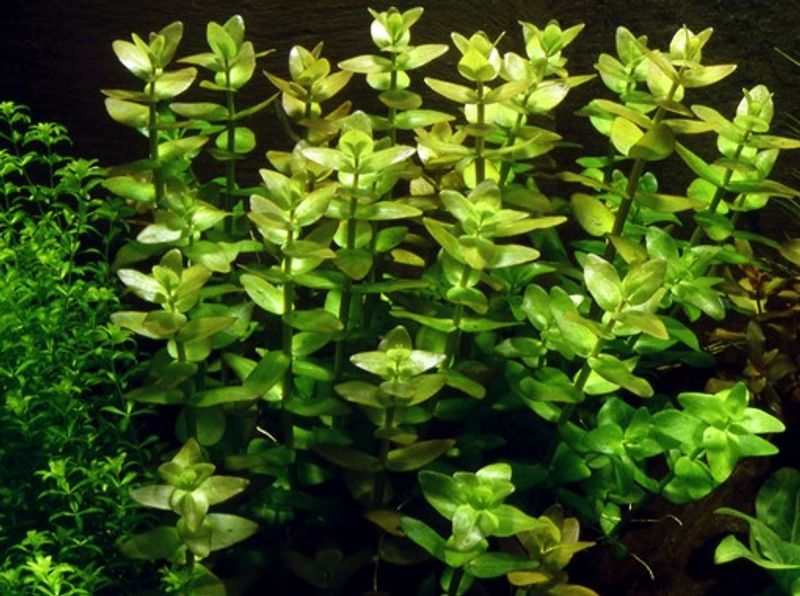 Bacopa caroliniana - 1-2 Grow!