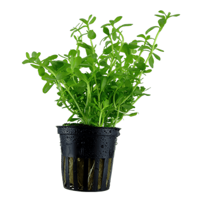 Hovedbilde Bacopa Compact - Potte