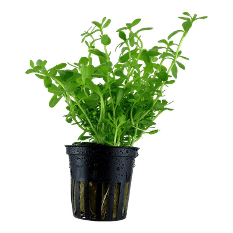 Bacopa Compact - Potte