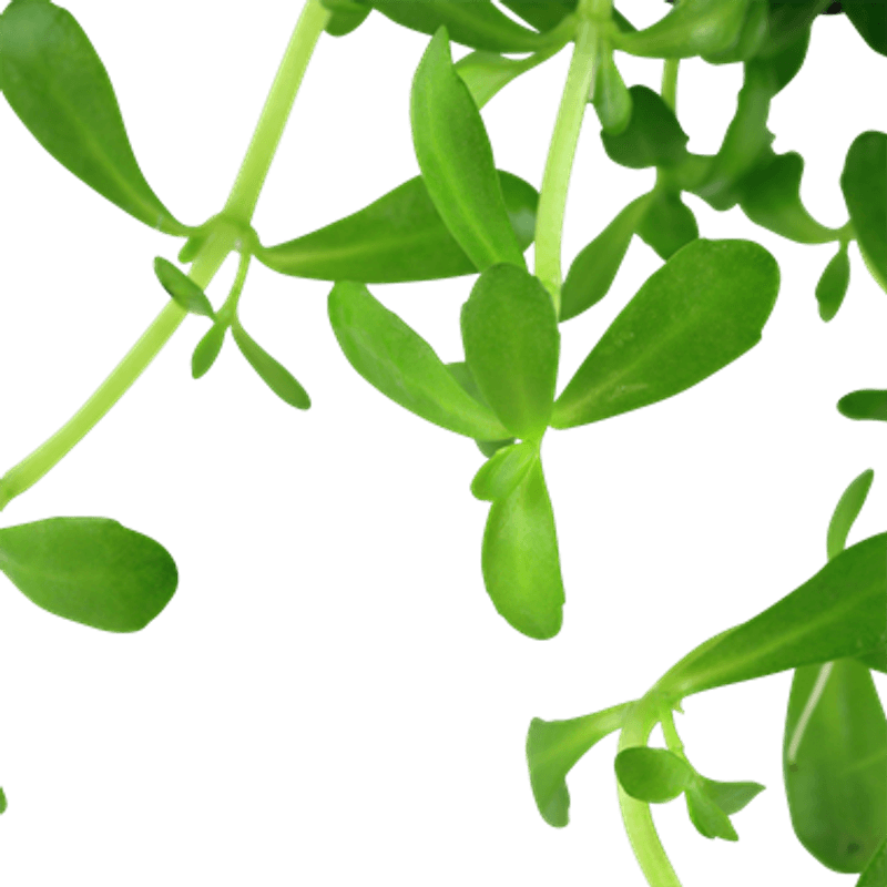 Bacopa Compact - Potte
