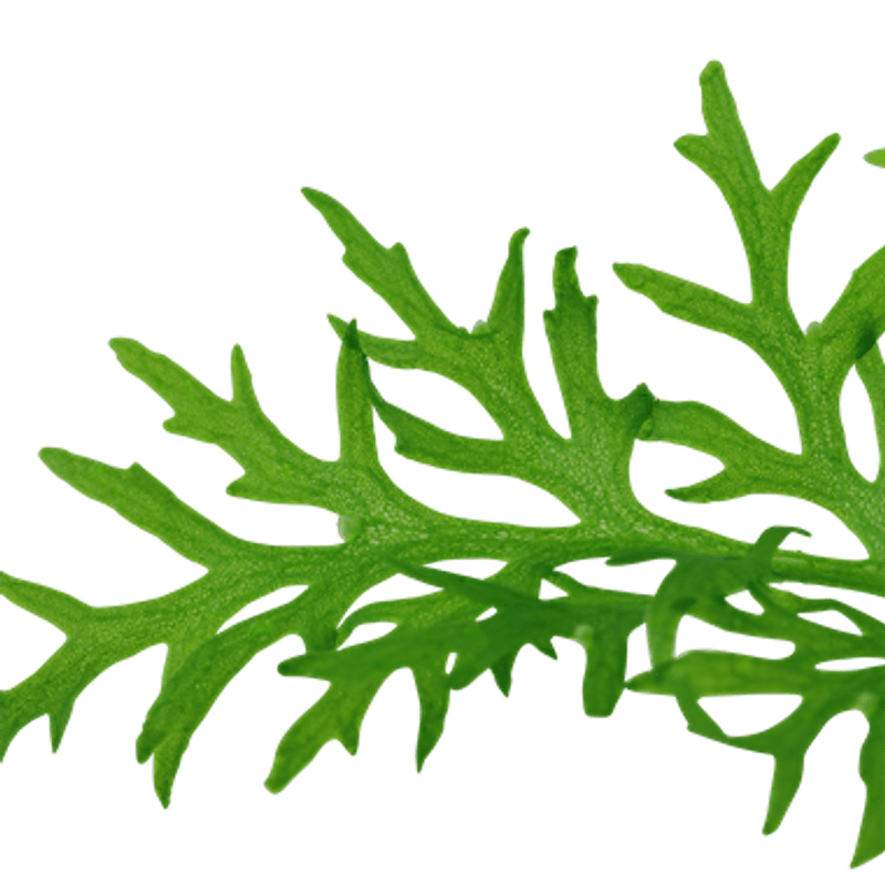 Ceratopteris Thalictroides - Potte