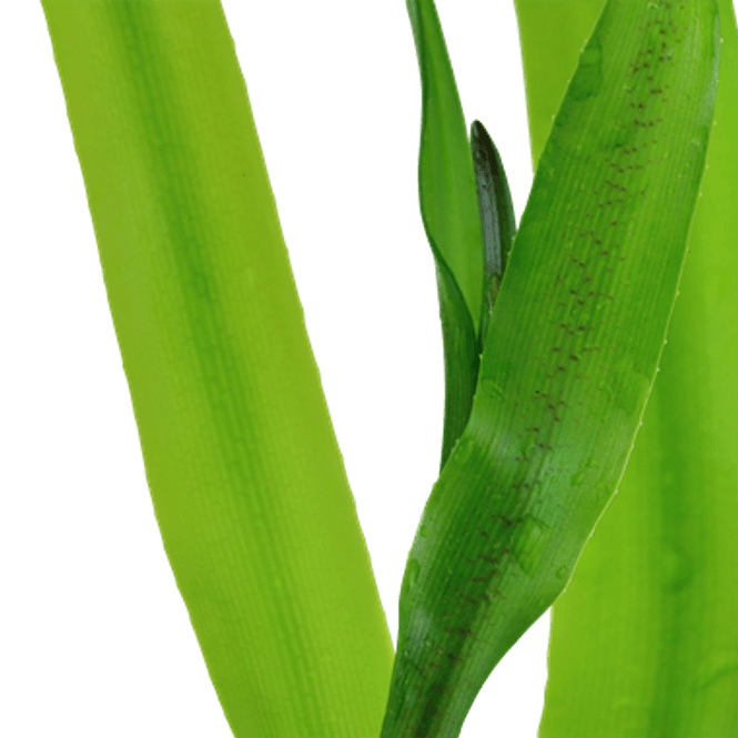 Hovedbilde Crinum Thaianum Akvarieplante