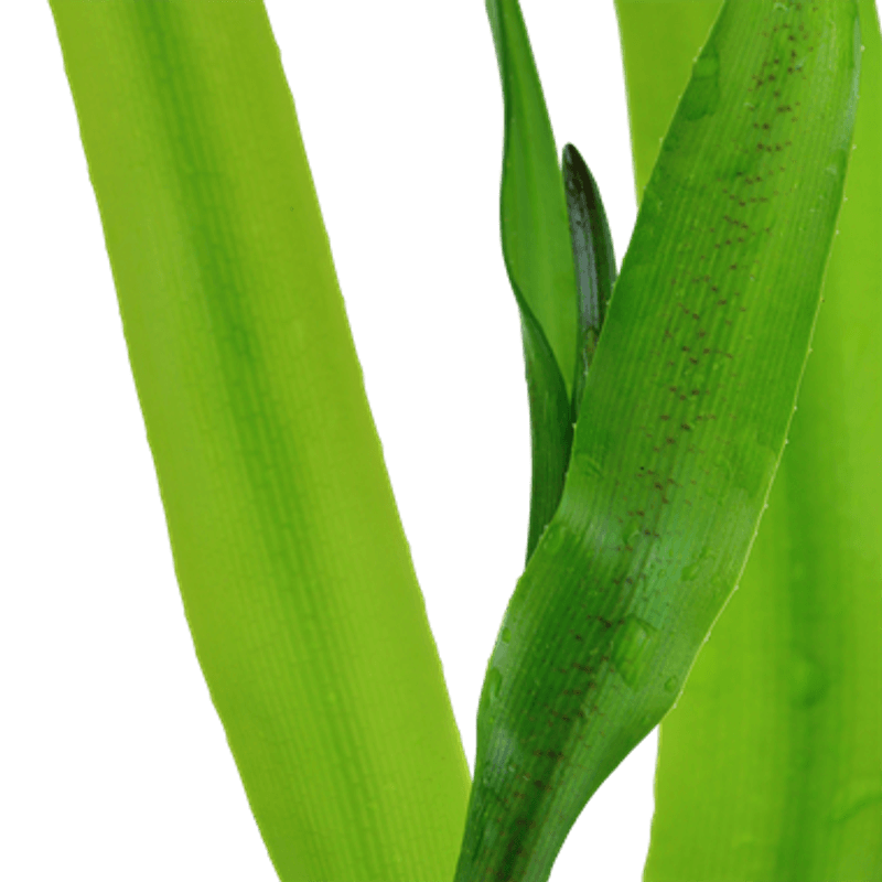 Crinum Thaianum Akvarieplante