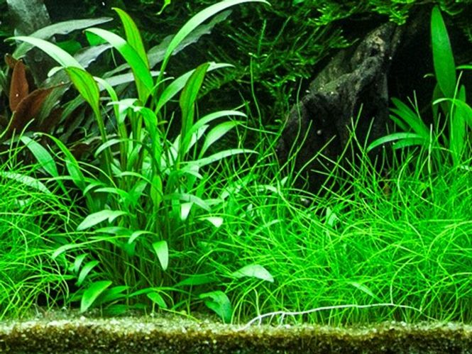 Hovedbilde Cryptocoryne x Willisii - Potte