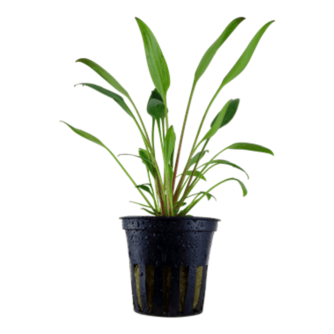 Hovedbilde Cryptocoryne x Willisii - Potte
