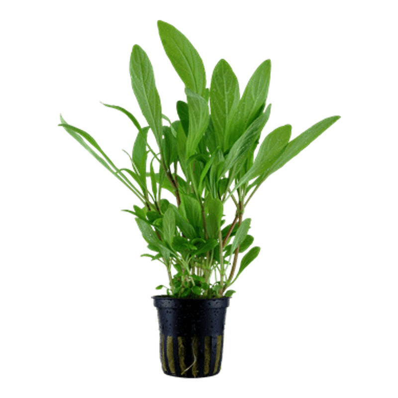 Hygrophila Costata - Potte