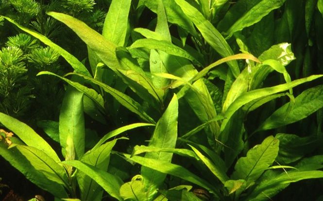 Hovedbilde Hygrophila Siamensis  Potte