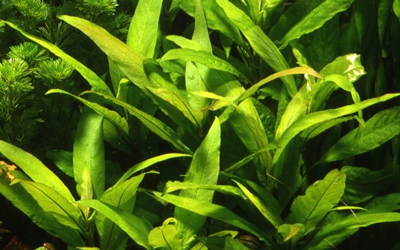 Hygrophila Siamensis 53B - Potte