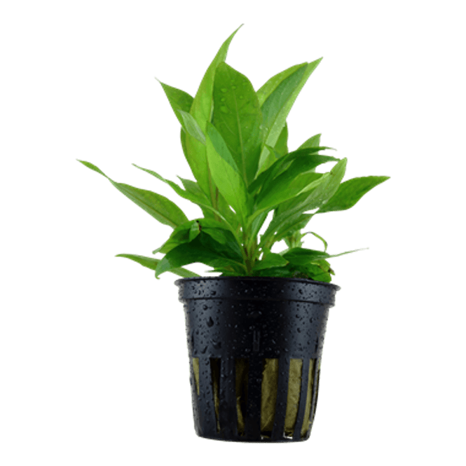 Hovedbilde Hygrophila Siamensis  Potte
